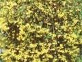 Forsythia intermedia Image 1