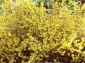 Forsythia intermedia Goldzauber Image 1
