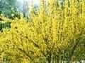 Forsythia intermedia Melissa Image 1