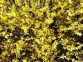 Forsythia ovata Dresdner Vorfruhling Image 1