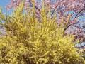 Forsythia Spring Glory Image 1