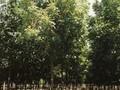 Fraxinus excelsior Jaspidea Image 1