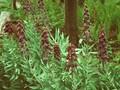 Fritillaria libanotica Image 1