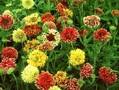 Gaillardia bicolor Image 1