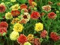 Gaillardia pulchella Image 1