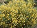 Genista depressa Image 1
