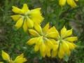 Genista hispanica Image 1