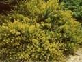 Genista hispanica Compacta Image 1