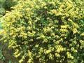 Genista pilosa Image 1