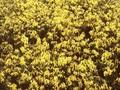 Genista pilosa Lemon Spreader Image 1