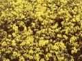 Genista pilosa Yellow Spreader Image 1