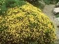 Genista radiata Image 1