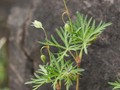 Geranium columbinum Image 1