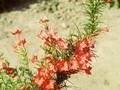 Gilia coronopifolia Image 1
