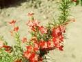 Gilia rubra Image 1