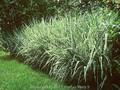 Glyceria maxima Variegata Image 1