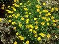 Helianthemum Amy Baring Image 1