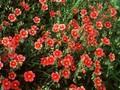 Helianthemum Dompfaff Image 1