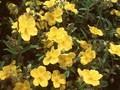 Helianthemum Golden Queen Image 1