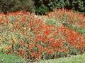 Helianthemum Henfield Brilliant Image 1