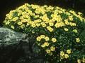 Helianthemum lunulatum Image 1