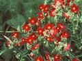 Helianthemum Red Orient Image 1