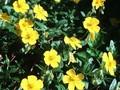 Helianthemum Sterntaler Image 1