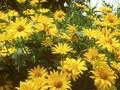 Heliopsis helianthoides var scabra Sonnenstrahl Image 1