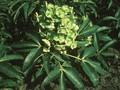 Helleborus lividus subsp. corsicus Image 1