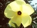 Hibiscus manihot Image 1