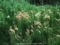 Hordeum jubatum Image 1