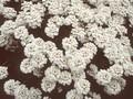 Iberis sempervirens Schneeflocke Image 1