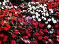 Impatiens sultani Image 1