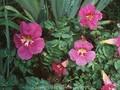 Incarvillea mairei var grandiflora Image 1