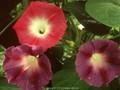 Ipomoea rubrocaerulea Image 1