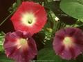 Ipomoea tricolor Image 1