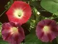 Ipomoea violacea Image 1