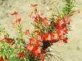 Ipomopsis rubra Image 1