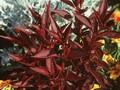 Iresine lindenii Image 1