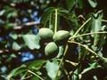 Juglans regia Image 1