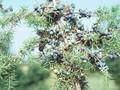 Juniperus depressa Image 1