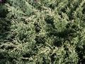 Juniperus media Sulphur Spray Image 1