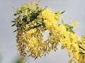Laburnum anagyroides Image 3