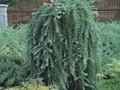 Larix kaempferi Blue Rabbit Weeping Image 1