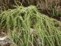 Larix decidua Pendula Image 1