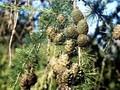 Larix laricina Image 1