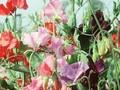 Lathyrus odoratus Image 1