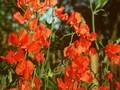 Lathyrus odoratus Anne Vestey Image 1