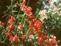 Lathyrus odoratus The Exhibitors Image 1