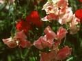 Lathyrus odoratus Winston Churchill Image 1